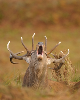 Na de bronst op de Veluwe had ik nog niet genoeg van mijn favoriete zoogdier.  Ik ben kort daarop afgereisd naar Engeland om mijn geluk daar te beproeven. De geweien waren minder imposant dan hier op de Veluwe en Duitsland, maar nog steeds erg mooi opgezet.  Het gebied bestond uit enorm grote heidevlaktes, afgewisseld met pitrusvelden en eikenbossen die ze als daginstanden gebruikten.  Ook waren ze minder schuw dan hier op de Veluwe wat het een stuk makkelijker maakte om de gewenste platen te maken. Toch nog een klein uurtje bezig geweest om dicht genoeg bij dit hert te komen om het beeldvullend in beeld te krijgen. Dat dit hert al aardig afgebronst was hielp mij wel. Hij was moe, heel moe. Regelmatig vielen zijn ogen dicht en zat hij even te slapen zo leek het. Na 10 seconden keek hij weer even uit zijn lodderige ogen en zodra hij wind kreeg van een ander hert begon hij weer uit volle borst die oerkreet de ruimte in te boeren. 
Ongelooflijk en indrukwekkend is het om te zien dat ze doorgaan, ondanks dat ze zo moe zijn. Net zo lang totdat de hormonen uit hun lijf verdwijnt en ze weer die terug getrokken en mensenschuwe dieren worden zoals wij die kennen.
Ik kan niet wachten tot de volgende bronst.

gr. Edwin Kats