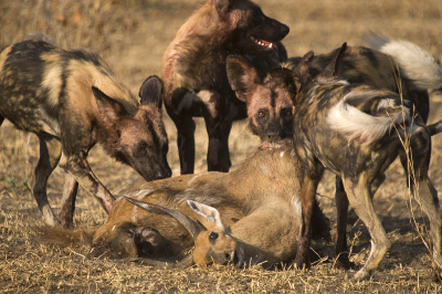 We zagen deze honden de bosjes in verdwijnen, komen 2 minuten later terug en treffen dit aan. Ze hadden een mannetje Bushbuck te pakken. Leuk om te zien dat een van de honden de omgeving in de gaten houdt, typisch Wilde Honden gedrag.