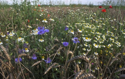 Ik was deze zomer nogal geboeid door een verwaarloosd korenveld van verschillende hectares met klaprozen, korenbloemen en vele veldbloemen, vlak bij huis. De eerste gedachte was, de boer is failliet.
Nu blijkt, dat daar ongeveer twintig burchten  gevonden zijn van de korenwolf (hamster).