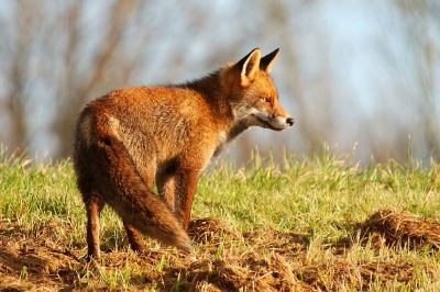 als een straathond sjouwde deze een tijdje naast de weg waar we reden...stak vervolgens over op een meter of 5 voor de auto en liet zich uiteindelijk in de berm aan de andere kant van de weg op deze manier fotograferen..