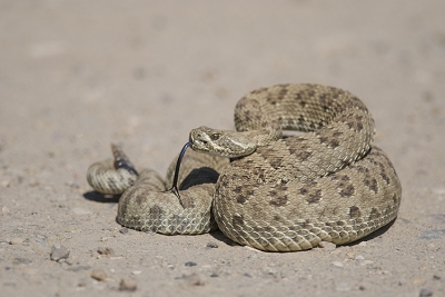 Terug van een korte wandeling (gevlucht voor de muggen) struikelde m'n dochter bijna over deze rattlesnake. Gelukkig waren we dichtbij de camper zodat ik rap de camera erbij kon pakken om deze snake op de foto te zetten.