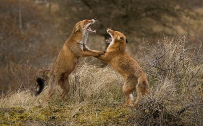 Vulpes vulpes / Vos / Red Fox