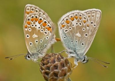 Licht bewolkt, geen regen.In een berm langs een drukke weg, deze Icarusjes lieten zich niet verstoren heb in 30 minuten veel foto's gemaakt, uit de hand met de 105mm macrolens.