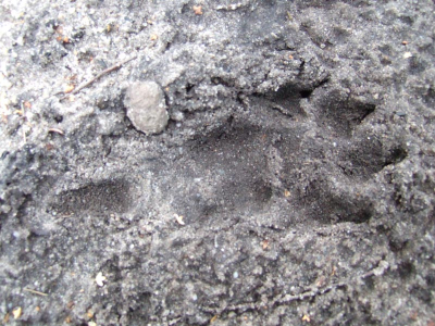 Weet iemand van welk dier deze pootadruk is?? De pootafdruk zag ik op een zandpad op de Veluwe.

Groeten Jaap