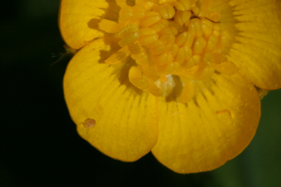 Foto gemaakt met macrolens van deze boterbloem maar er zat ook nog een insect op. Weet iemand wat het is