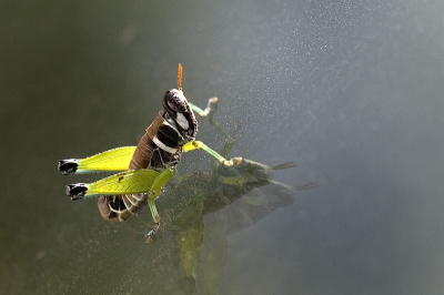 Kwam op de autoruit zitten, vandaar de spiegeling. Geen idee wat de wetenschappelijke of Nederlandse naam van deze sprinkhaan is.