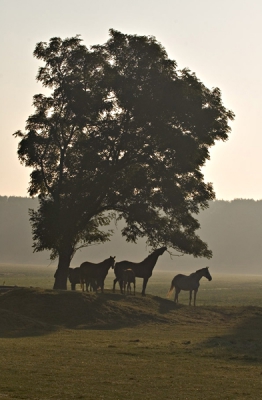 <i class='fa fa-user'></i> hans gebuis | Paarden in polder  <i class='fa fa-eye'> 376</i>   <i class='fa fa-comment-o'> 2</i>