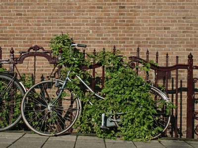 Een fiets moet je in Amsterdam niet te lang onbeheerd laten staan. Behalve dat ie gestolen kan worden, is ook de natuur nooit ver weg. Deze door een klimplant (Bruidssluier?) overwoekerde fiets is gefotografeerd langs de drukke Raadhuisstraat; heel verrassend, maar vorige week stond ie er nog net zo bij.