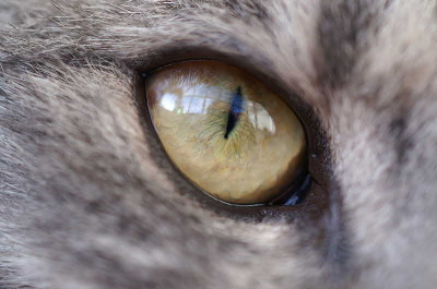 Gemaakt met macroAF50mm met natuurlijke verlichting. In de weerspiegeling is de fotograaf te zien.