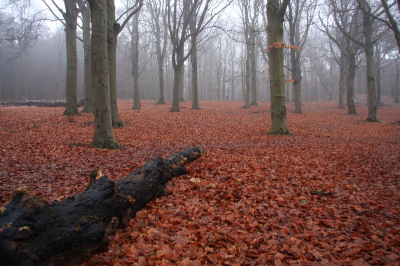 Op een mistige dag tijdens een wandeling deze foto gemaakt.