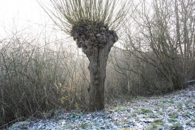 De nieuwe canon 450d uitproberen tijdens een wandeling in Enkhuizen. Lage mist met wat zon.