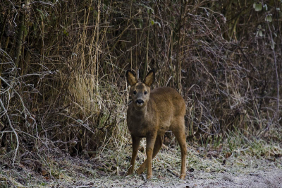 Vandaag deze ree tegen het lijf gelopen op de kabbelaarsbank. Dier bleef rustig staan te kijken terwijl ik de foto maakte.