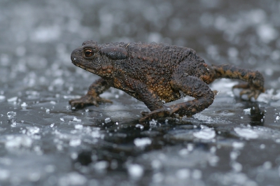 Tijdens het schaatsen kwam ik ineens een pad tegen die over het ijs liep! Dat leek me vrij ongebruikelijk en heb dus snel m'n camera gepakt om het vast te leggen. Vervolgens plat op m'n buik op het ijs de pad gefotografeerd terwijl hij langzaam over het ijs stapte. Dankzij de dooi leverde me dat een lekker kletsnat pak op, maar het doel heiligt ook hier de middelen.