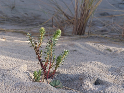 Gevonden tijdens een wandeltocht door de  duinen, het was wel een koude bedoeling.