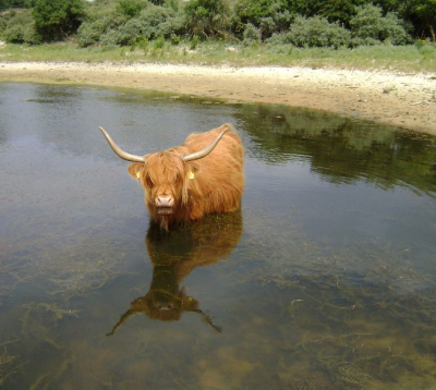 ik had net mijn eerste camera dus maar naar duinen
(eerstse wild foto's dus graag tips)