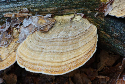 Op winterdag genomen op statief.  Lekker foto weer niet al te veel licht maar wel genoeg om de stukjes ijs te zien zitten..