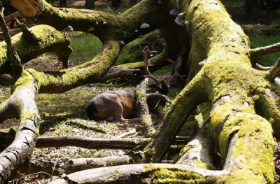 Hert met bloedend gewei.
Het hert probeerd met zijn gewei tegen de omgevallen boomstronk te slaan.