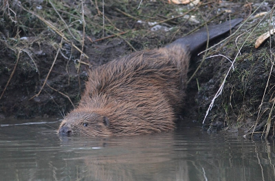 Bevers houden geen winterslaap. Vandaag zag ik er diverse zwemmen, af en toe kropen zij de oever op. Overal lag aangevreten wilgenhout. Hier betrapte ik een Bever die zich net weer het water liet inglijden.