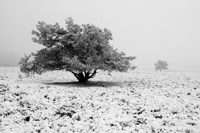 Gisterenmiddag ondanks de mist een wandeling over de Terlretseheide gamaakt , Het was koud en  super mistig maar wel een fijn sfeertje . Klein wereldje en ver weg van de geluiden die onze daglijkse maatschappij voorbrengt