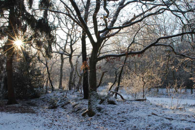 Tijdens een ijzige wandeling met de honden heb ik geprobeerd het mooie vallicht van de zon te pakken. Ben aan het oefenen met de nieuwe camera.