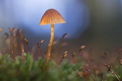 De foto is van af statief genomen met een 105mm macro lens. Zonnige omstandigheden op het einde van de middag.