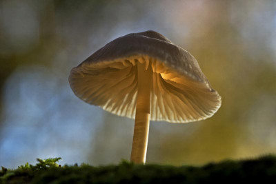 De foto is van af statief genomen met een 105mm macro lens. Zonnige omstandigheden op het einde van de middag. Reflectiescherm gebruikt.