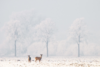 Gisteren nog eens de Biesbosch in geweest en deze plaat kunnen maken, omstandigheden waren best moeilijk doordat het onderwerp ver weg was en er wat mist aanwezig was, toch geeft het goed de sfeer aan op dat moment ondanks de missende scherpte......