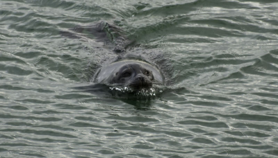 Bij de waterinlaat waren zoals altijd weer een aantal Gewone Zeehonden aan het jagen.