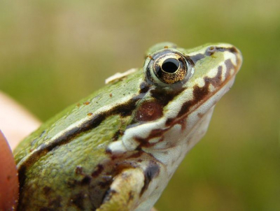 heb hem gevangen aan de rand van een watertje. heb hem toen in de hand gefotografeerd