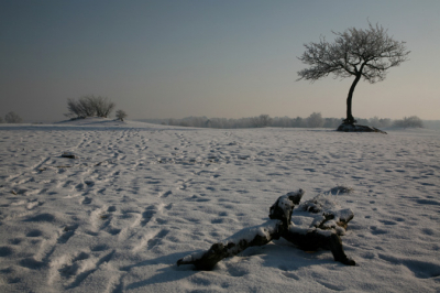 Geprobeerd het winterlandschap weer te geven, laag standpunt ingenomen vanwege voetafdrukken in de sneeuw. Boom als object genomen.