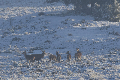 Na in de vroege morgen te hebben gewacht op wild maakten we een wandeltocht. Over grote afstand kwam een roedel edelherten aanlopen die opgejaagd waren door een andere wandelaar. Door om te lopen kregen we de herten in het vizier. De roedel was tot rust gekomen en liep midden op de besneeuwde hei. Dank zij de grote afstand kon ik nu sfeerplaten maken van de roedel in het landschap.