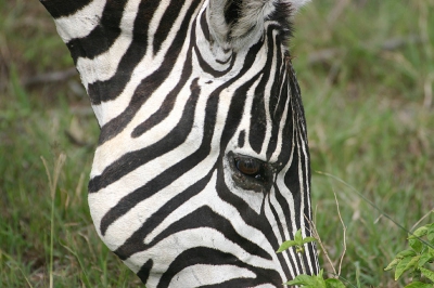 <i class='fa fa-user'></i> lesley van loo | Gewone Zebra  <i class='fa fa-eye'> 153</i>   <i class='fa fa-comment-o'> 0</i>