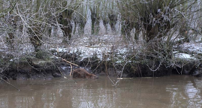 Meestal proberen we dieren zo groot mogelijk voor de lens te krijgen, maar in dit geval wilde ik de Bever in zijn leefgebied vastleggen. Tijdens de afgelopen vorstperiode zag ik ze regelmatig. Hier een Bever op zijn vreetplek. Op die locaties liggen meestal witte, afgekloven wilgentakken.