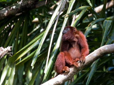 Gemaakt op het Bush bush Islandin het Nariva Swamp. Er was voor kerst op deze apen gejaagd en volgens onze gids hadden ze zich dagen niet laten zien. Wij zagen een totale troep van zon 15 apen.