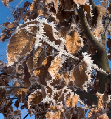 Een mooie foto van beukenblaadjes in de winter. Leuke kleur combinatie. Gewoon een mooi beeld.