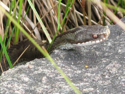 Het was prachtig weer in Glaskogen in Zweden toen we over een stenen bruggetje liepen. We zagen plotseling een stuk of 6 ringslangen en deze adder. Was prachtig om te zien.