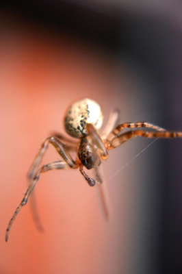 i heb wel 15 minuten moeten zoeken maar ik heb ze eindelijk gevonden !
