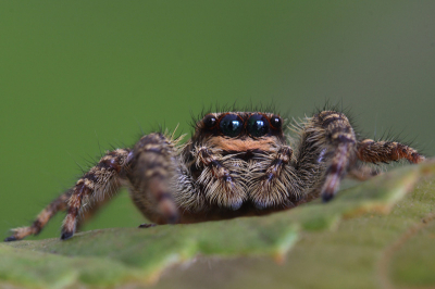 Een lekker close macro van een prachtig spinnentje gemaakt op een blad.
Niet makkelijk en veel geduld nodig maar het is beloond