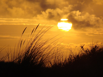 Deze avond heb ik me in de duinen vermaakt in de hoop de velduil te zien, wat helaas niet gelukt is. Wel prachtige zonsondergangen meegemaakt!