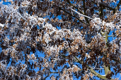 Foto's maken vind ik leuk om te doen. In  de winter krijg je vaak mooie resultaten =D