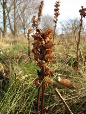 Deze planten pasgeleden ontdekt. Nog nooit bloeiend gezien, dus ik kan niet wachten op komende lente/zomer.