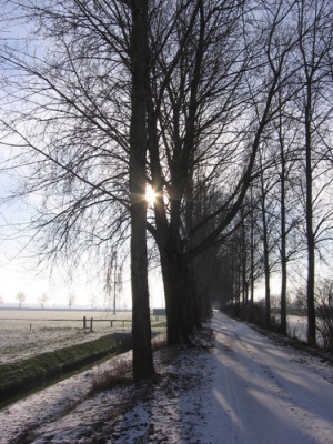 Deze foto heb gemaakt op een mooie zonnige winter-dag op een pad tussen Vroomshoop en Daarlerveen