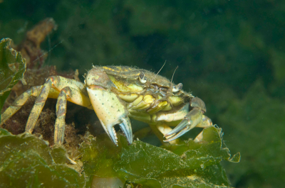 Aan het einde van de zomer zijn er in de Grevelingen altijd veel  strandkrabben te vinden.  Bij dan Osse is er op het ondiepe gedeelte dan keuze genoeg om er enkele te fotograferen.