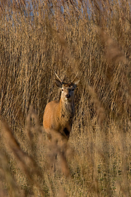 Het is duidelijk dat dit dier mij in de gaten had. Gelukkig kon ik een gaatje in de begroeiing vinden om deze foto te maken