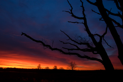 Zocht al een tijdje naar een mooie toepassing voor deze dode boom. En toen er die morgen een mooie zonsopgang zat aan te komen leek me dat een geschikt moment.