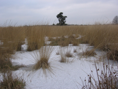 Ik heb deze foto gemaakt in het natuurgebied Engbertsdijkveen te Kloosterhaar op een koude zondagmiddag in februari 2009.