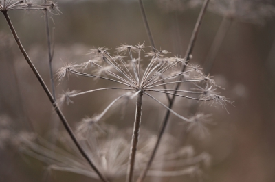 De kou maar getrotseerd om toch nog wat te fotograferen, viel niet mee met die wind.