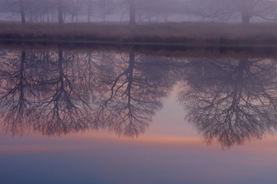Een ouwetje...Windstille avond aan een ven op de Kampina. Ben daar tot ver na zonsondergang gebleven vanwege de schitterende kleuren in combinatie met de nevels wat een sprookjesachtige sfeer gaf.
Foto vanaf statief. Vond vooral de nevels tussen de boomstammen mooi en samenspel met de heldere spiegeling in het water.