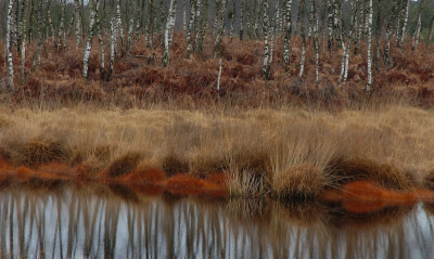 Op een van de wandelingen over de Kampina trof
het wonderlijk rode randje langs sommige vennen me.
Een of andere juncus? In combinatie met de varenzone en contrastrijke berkenstammen vond ik het de moeite waard de camera te pakken.