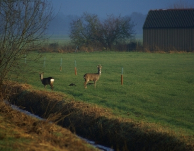 In de middag rond een 15 uur stonden er vier reeen rustig te grazen. een aantal foto's gemaakt waar deze het mooiste van was doordat de zon er net even doorkwam.